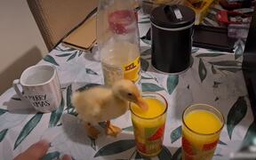 Duckling Loves Taste of Orange Juice