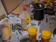 Duckling Loves Taste of Orange Juice