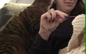 Cat Cuddles Up With Woman as She Tries to Crochet
