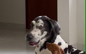 Puppy Plays With Great Dane's Ear