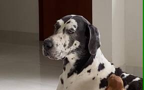 Puppy Plays With Great Dane's Ear