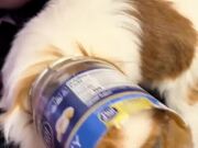 Puppy Continues Eating Peanut Butter