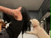 Chihuahua Puppy Playfully Grabs Woman's Hair