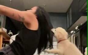 Chihuahua Puppy Playfully Grabs Woman's Hair