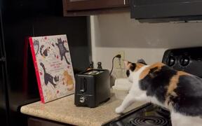 Cat Jumps Into Air as Toaster Pops Out Food