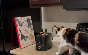 Cat Jumps Into Air as Toaster Pops Out Food