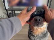 Person Places Joystick on Dog's Snout