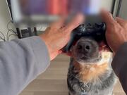 Person Places Joystick on Dog's Snout