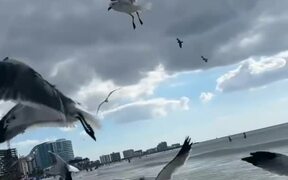 Flock of Seagulls Appear Out of Nowhere