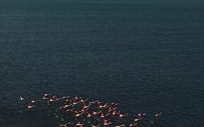Flock of Flamingos Fly Over Absheron National Park