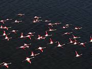 Flock of Flamingos Fly Over Absheron National Park
