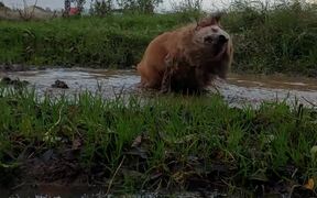 Dog Excitedly Swims Inside Huge Puddle