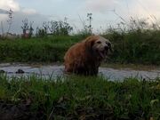 Dog Excitedly Swims Inside Huge Puddle