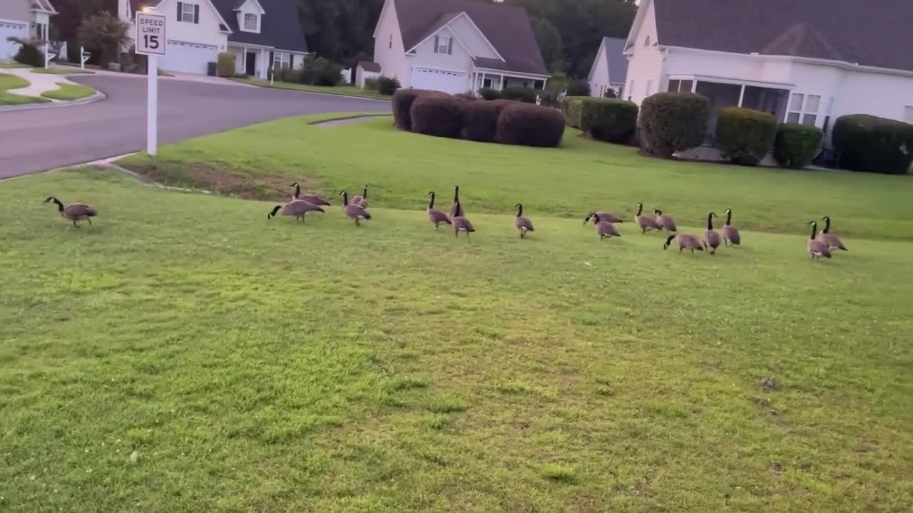 Man Uses Green Laser Pointer to Scare Geese Away