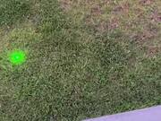 Man Uses Green Laser Pointer to Scare Geese Away