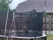 Dog Enjoys Jumping on Trampoline
