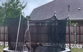 Dog Enjoys Jumping on Trampoline