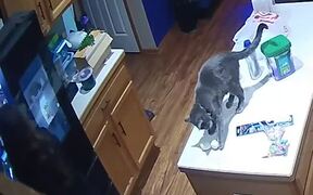 Cat Sneakily Climbs Counter and Knocks Off Eggs