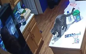 Cat Sneakily Climbs Counter and Knocks Off Eggs