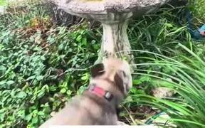 Dog Jumps Onto Bird Fountain and Relaxes in It