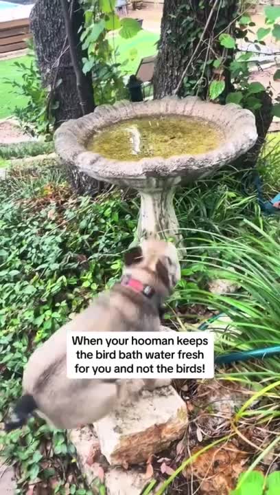 Dog Jumps Onto Bird Fountain and Relaxes in It