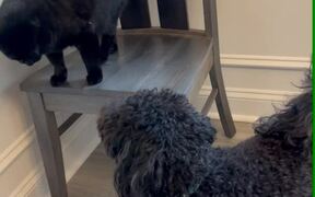 Dog Chases Cat Running Off Chair