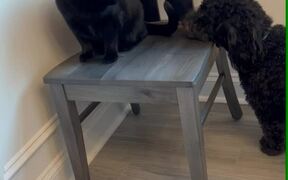 Dog Chases Cat Running Off Chair