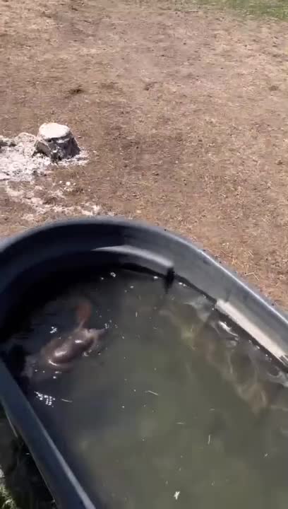 Woman Saves Rockchuck From Drowning in a Trough