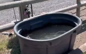 Woman Saves Rockchuck From Drowning in a Trough