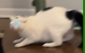 Cat Gets Scared When Owner Wears Sunglasses
