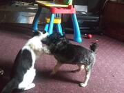 Dog and Cat Play Together on Carpet