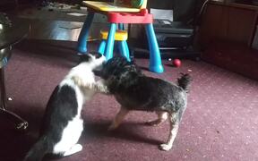 Dog and Cat Play Together on Carpet