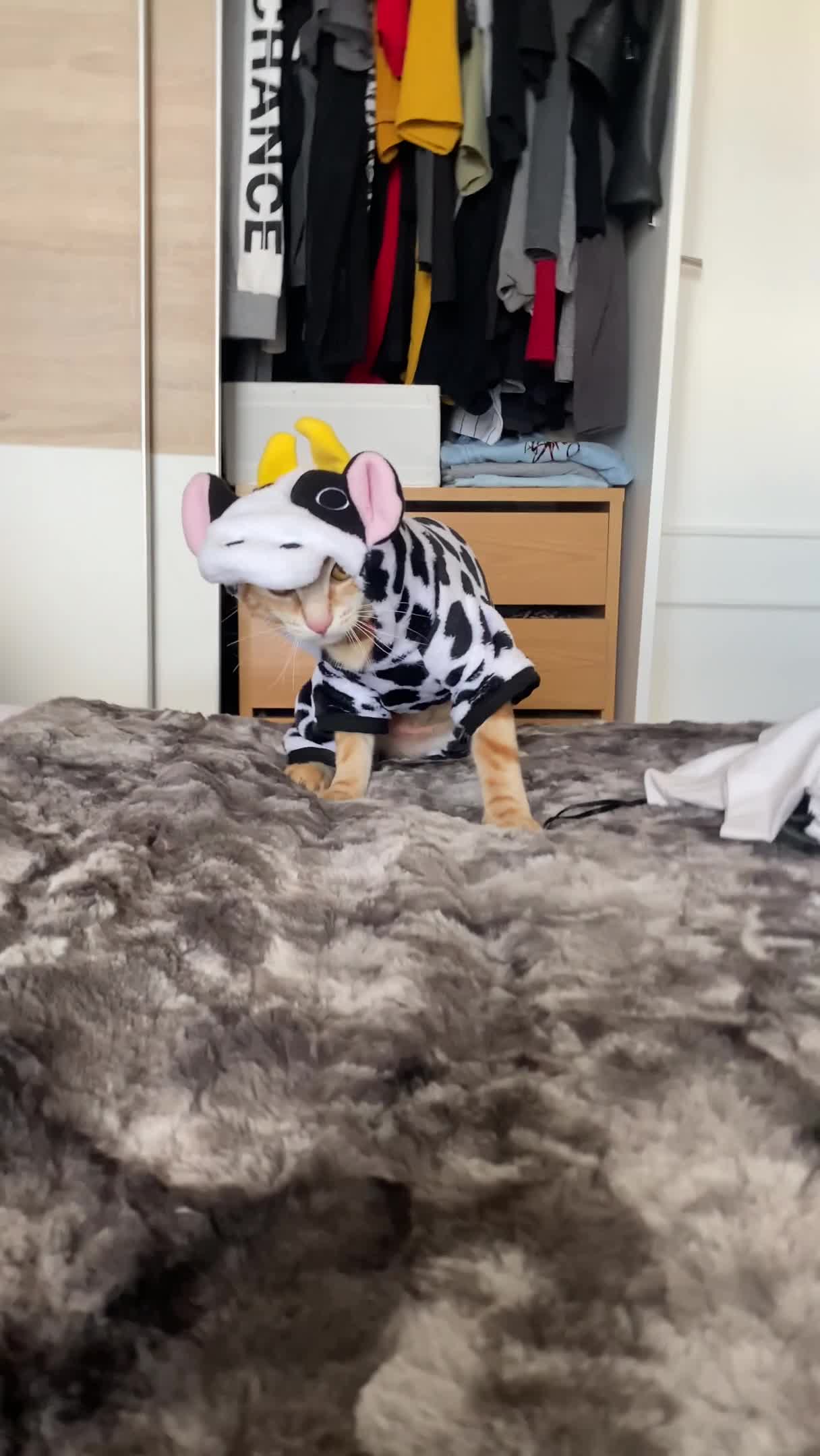 Orange Cat Falls Off Bed Wearing Cow Costume