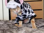 Orange Cat Falls Off Bed Wearing Cow Costume