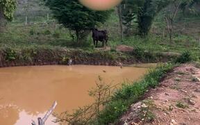 Mama Cow Thanks Person For Saving Her Calf