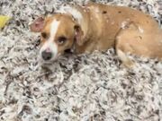 Dog Shreds Pillow and Creates Mess in Garage