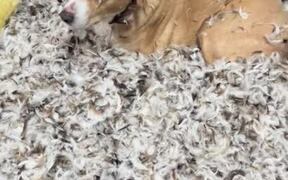 Dog Shreds Pillow and Creates Mess in Garage