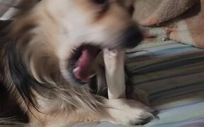 Dog Doesn't Want to Share Chew Bone