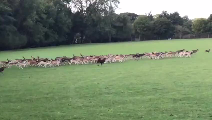 Herd of Deers Run Across Field