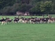 Herd of Deers Run Across Field