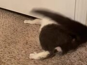 Cat Crawls Through Small Space Under Room's Door