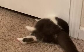Cat Crawls Through Small Space Under Room's Door