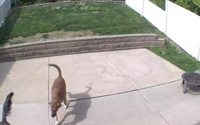 Dog Slams Into Half Wall While Running Outside