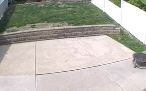 Dog Slams Into Half Wall While Running Outside