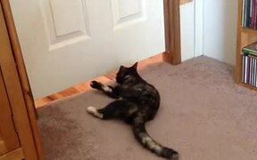 Cat Slithers to Other Side Via Gap Beneath Door