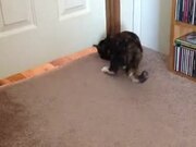 Cat Slithers to Other Side Via Gap Beneath Door
