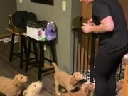 Puppies Wait for Good Night Kisses From Owner