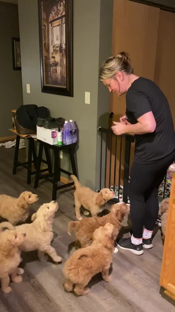 Puppies Wait for Good Night Kisses From Owner