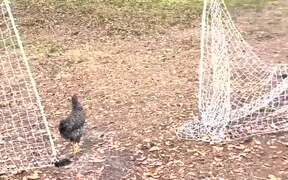 Chickens Freeze When Woman Heads Out to Feed Them