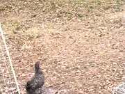 Chickens Freeze When Woman Heads Out to Feed Them